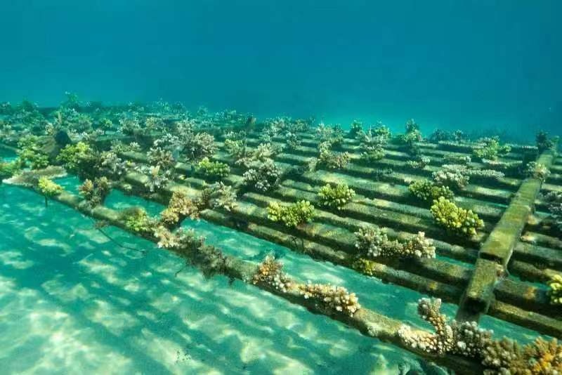 2024年“嘿潜水吧！”分界洲岛潜水主题系列活动正式发布(图3)
