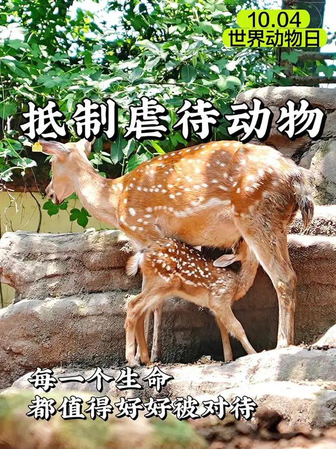 今日节日风俗汇总：2024年10月4日农历九月初二(图3)