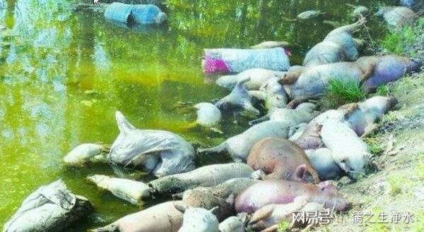 中国七大著名水污染事件(图7)
