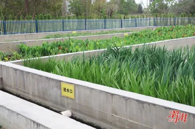 饶平“一村一策”巧治污水：省钱又提“颜值”！(图3)