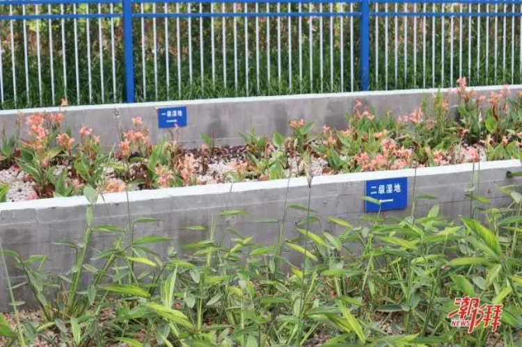 饶平“一村一策”巧治污水：省钱又提“颜值”！(图2)