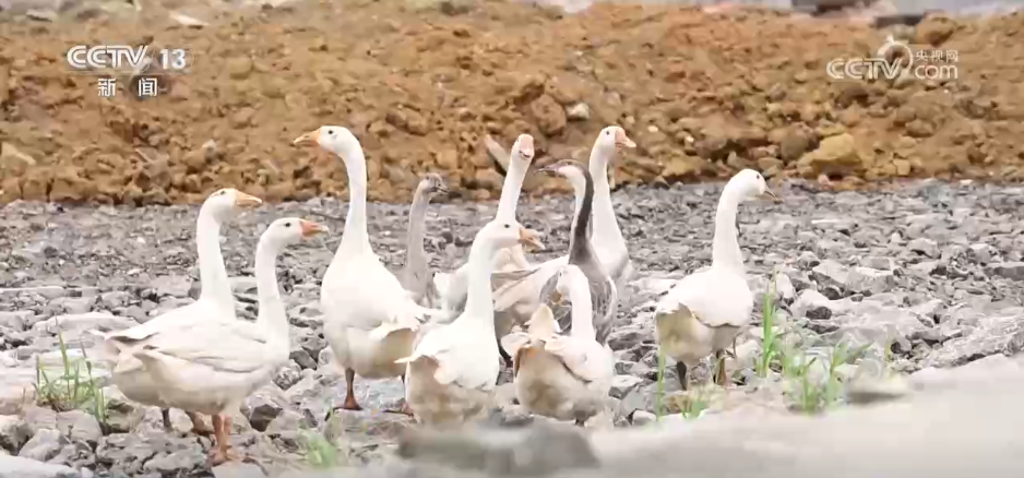 从环境“小整治”到村貌“大提升”“脏乱差”小村变身美丽乡村(图4)