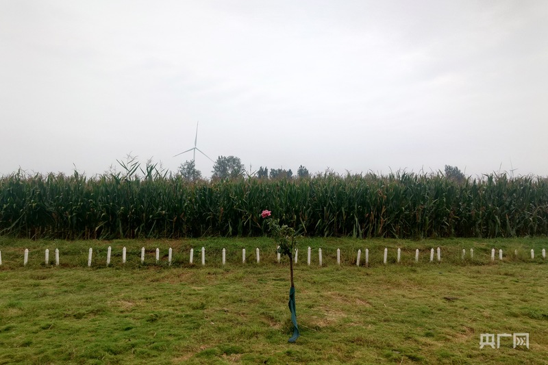 美丽河南丨因地制宜治污水美丽乡村入画来(图1)