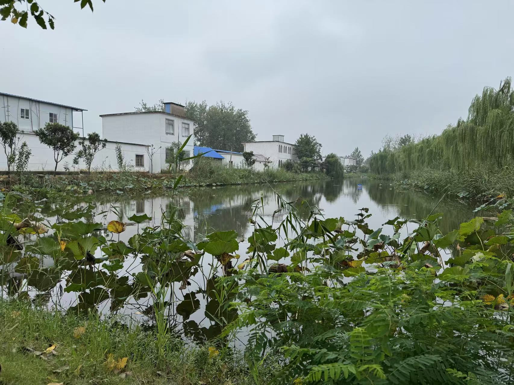 【环保世纪行】五河县大新镇毛滩村：门前臭水塘变身“荷花水榭”(图1)