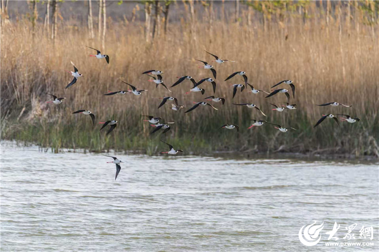 德州“十四五”发展成就|农村生活污水治理率59%德州“十四五”生态治理亮实招_大众网(图3)