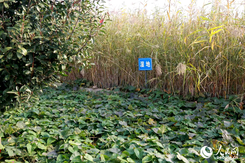 重启晒太阳设施河南遂平村庄变了样