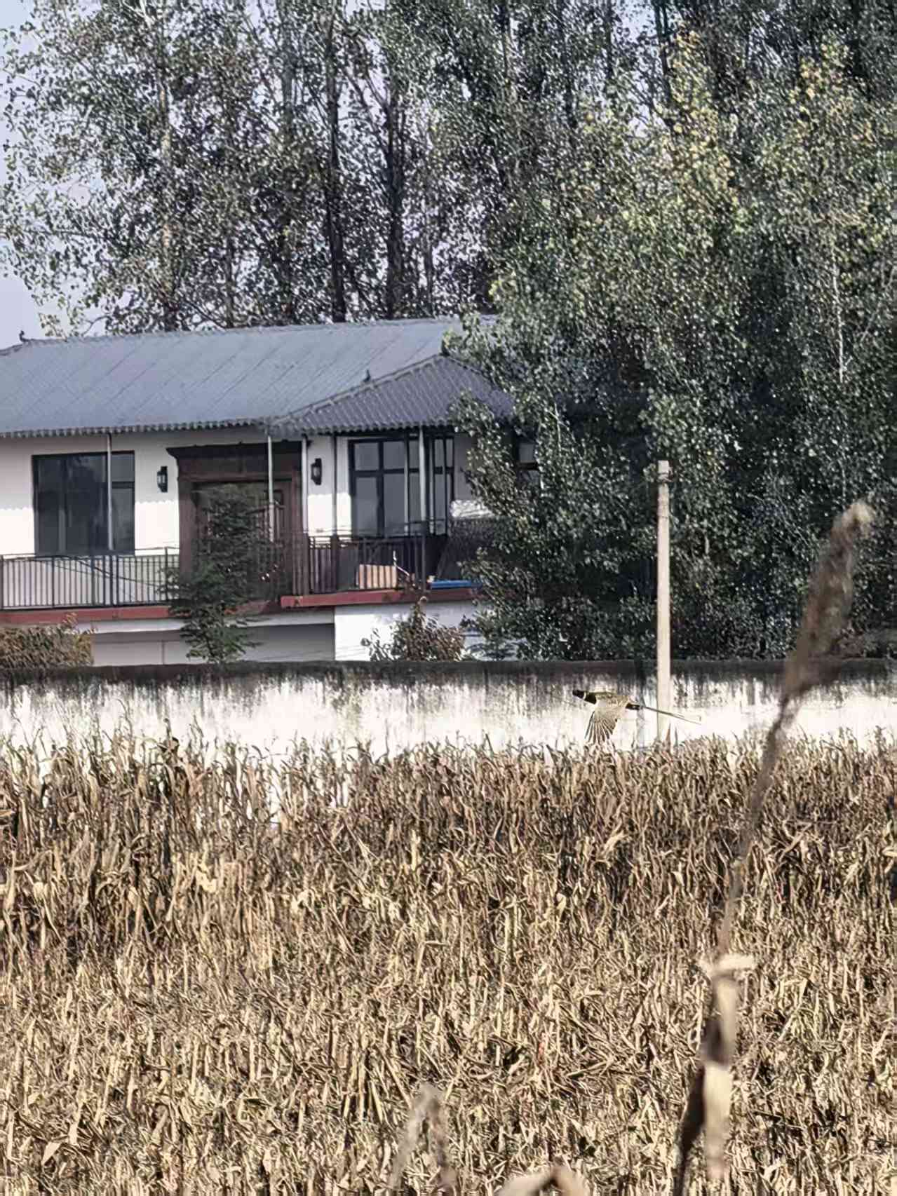 重启晒太阳设施河南遂平村庄变了样(图3)