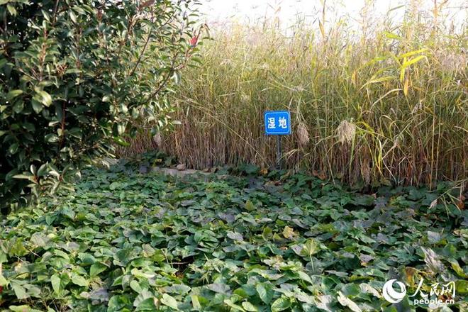 重启＂晒太阳＂设施河南遂平村庄变了样