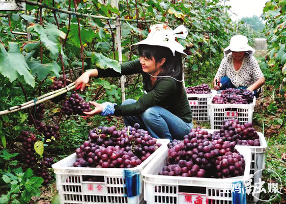 【深度·宝鸡】千村万象和美与共——宝鸡“千万工程”的探索与实践(图3)