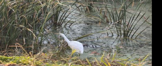 山東梁山：生態治理繪新卷鄉野河湖引鷺來