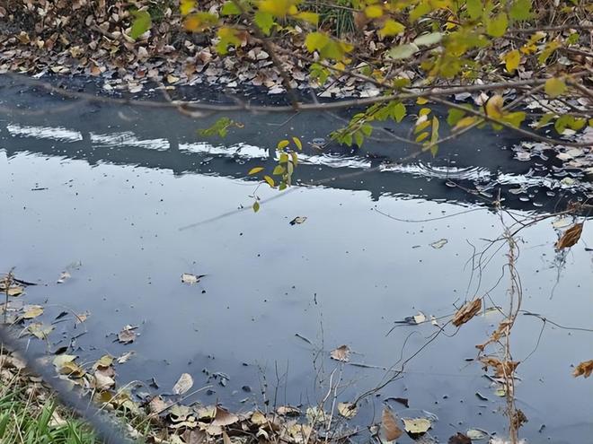 山东即墨通济一排水沟黑臭污水“长年漫流”村民盼早日治理(图4)