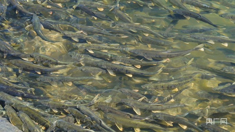 青海“十四五”期间投入157亿筑牢“中华水塔”安全屏障(图4)