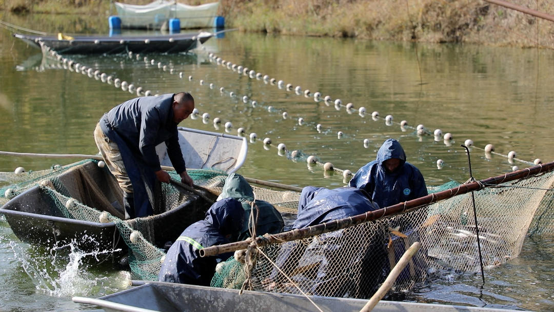 党媒联动|黄河好鱼知道(图7)