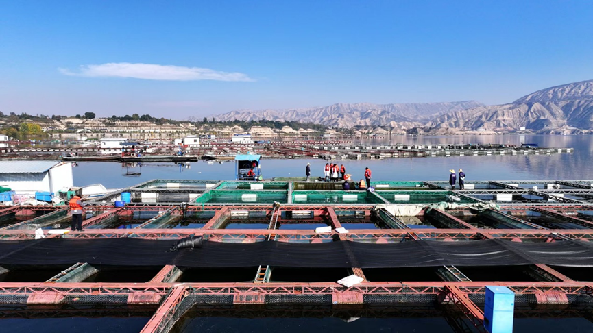 党媒联动|黄河好鱼知道(图12)