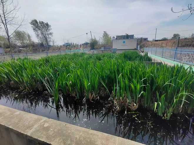 日照经开区科学治理农村生活污水(图1)