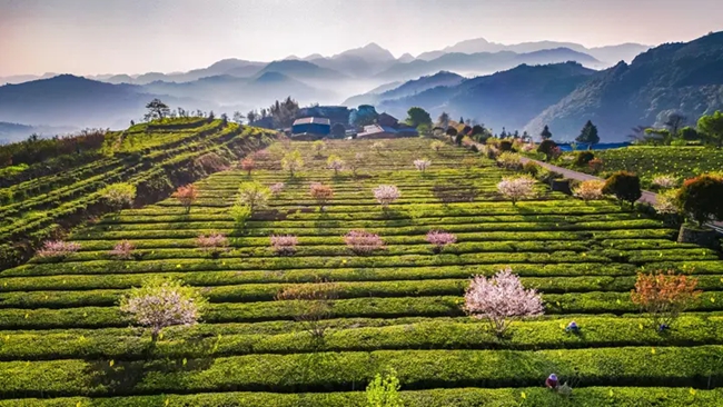 宁德福鼎：福泽山海间鼎力筑新城(图6)