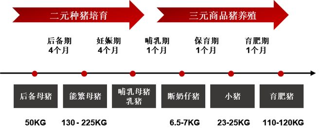 一天吃透一条产业链：生猪养殖（触底反弹？）(图9)