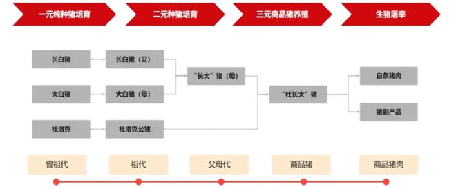 一天吃透一条产业链：生猪养殖（触底反弹？）(图2)