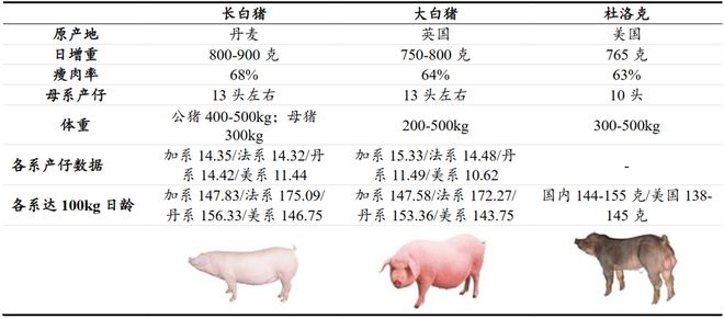 一天吃透一条产业链：生猪养殖（触底反弹？）(图3)