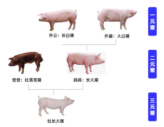 一天吃透一条产业链：生猪养殖（触底反弹？）(图1)