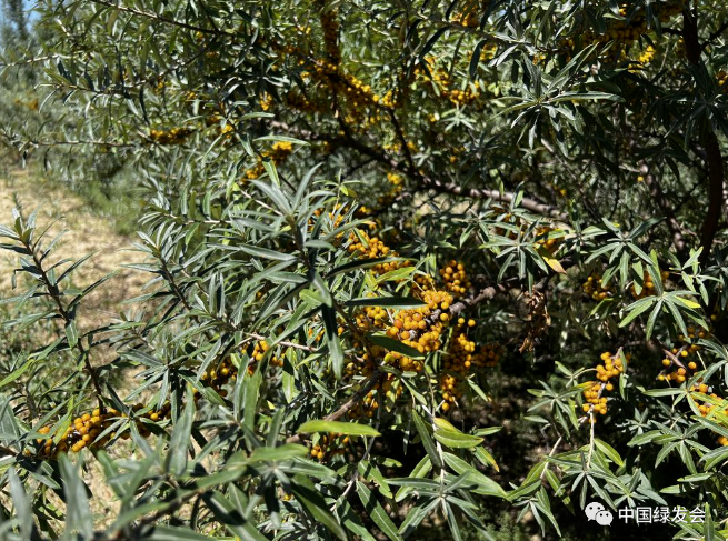 2024年世界环境日将在沙特阿拉伯举行(图1)